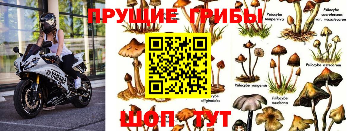 Псилоцибиновые грибы прущие грибы  Вход с VPN  Псилоцибиновые грибы MAGIC MUSHROOMS  Балаково 